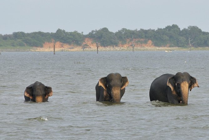 Day Excursions to Udawalawe From Kaluthara - Inclusions and Services