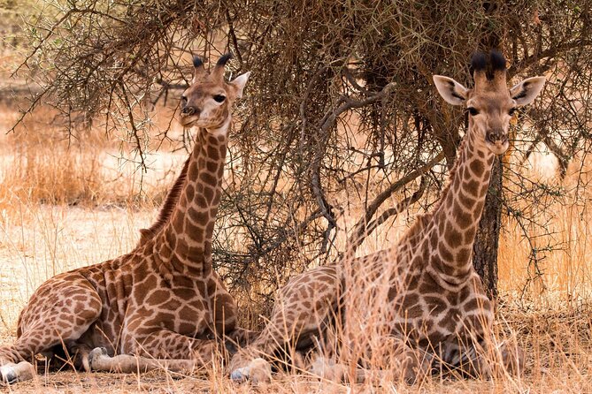 Day Safari Trip to Selous Game Reserve From Zanzibar - Pricing and Reservation