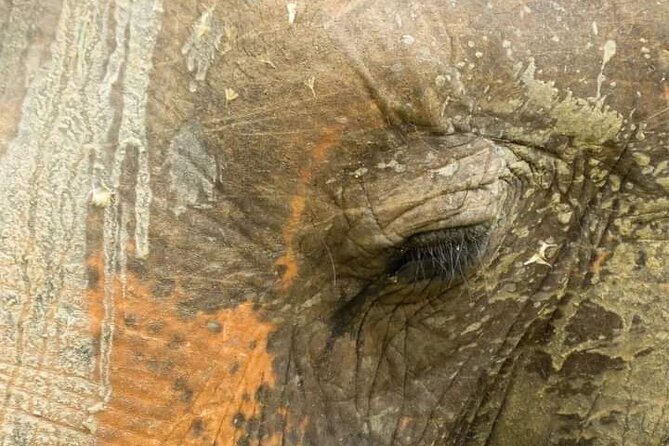 Day Tour From Colombo to Udawalawe National Park Jeep Safari - Cancellation Policy and Pricing