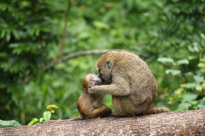 Day Tour in Arusha National Park - Frequently Asked Questions
