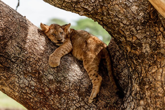 Day Tour Lake Manyara National Park Safari