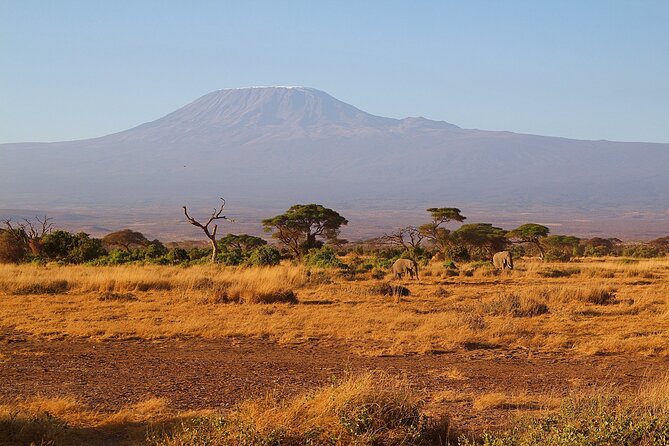 Day Tour to Amboseli National Park and Maasai Village - The Sum Up