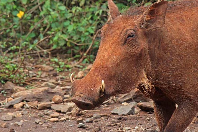 Day Tours In Nairobi - The Sum Up