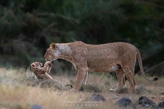 Day Trip Safari to Mikumi National Park - Safari Highlights
