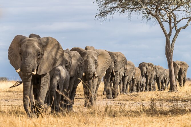 Day Trip To Lake Manyara National Park - Lunch and Refreshments Included