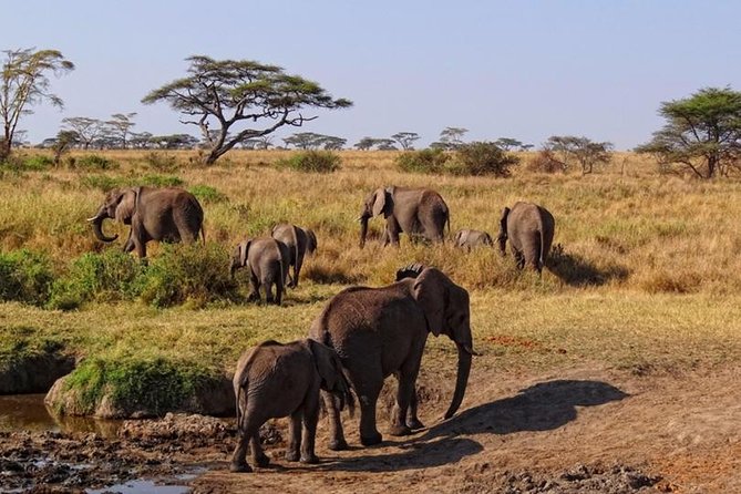 Day Trip to Tarangire