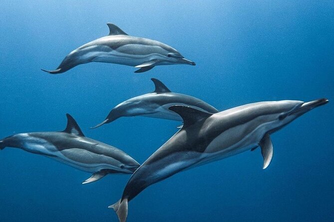 Dolphin Tour, Kuza Cave Tour, Secret Garden, Stone Town Tour, Emerson Restaurant - The Sum Up