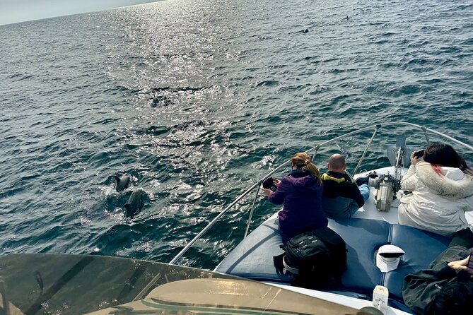 Dolphin Watching in Benalmadena - Booking & Policies