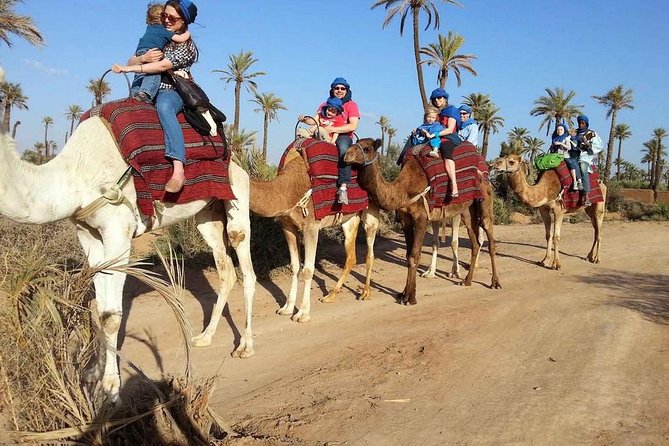 Dromedary in Palmerais - Private Transportation Details