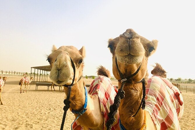 Dubai Camel Race With a Camel Ride - Cancellation Policy Details