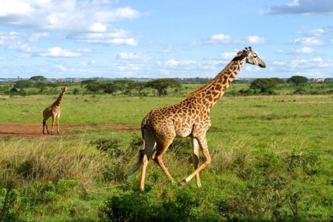 Early Morning Game Drive In Nairobi National Park - Pricing and Reservation