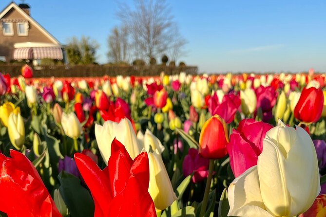 Enjoy the Tulips in a Landrover With a Local Guide - Tour Inclusions