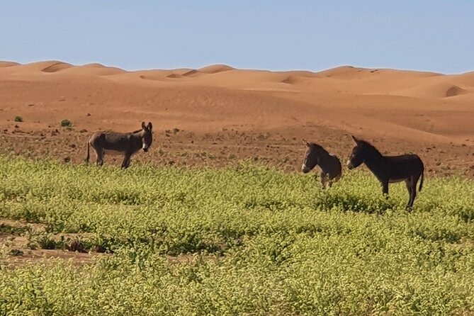 Erg Chegaga Desert Trip From Agadir in 05 Days Return - Safety and Health Information