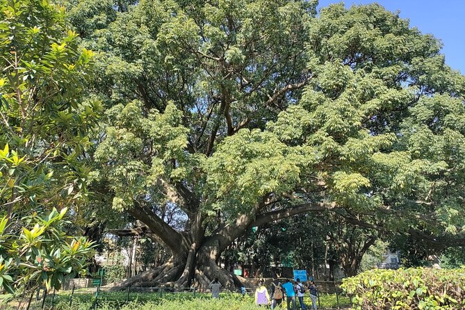 Exotic Trees of Lalbagh