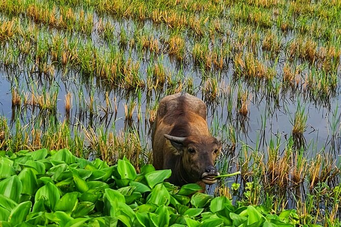Explore U Minh Thuong Forests - The Sum Up