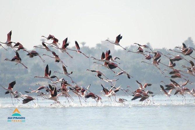 Fayoum Full Day Tour Bird Watching - Tour Overview