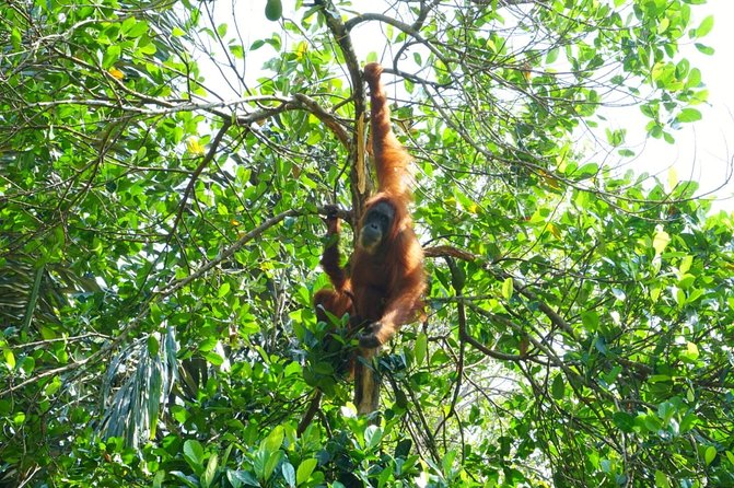 Four Days Orangutans Adventure in Gunung Leuser - Tour Start and End Point