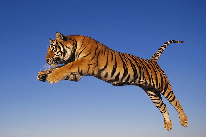From Jaipur: Ranthambore Tiger Safari One Day Trip