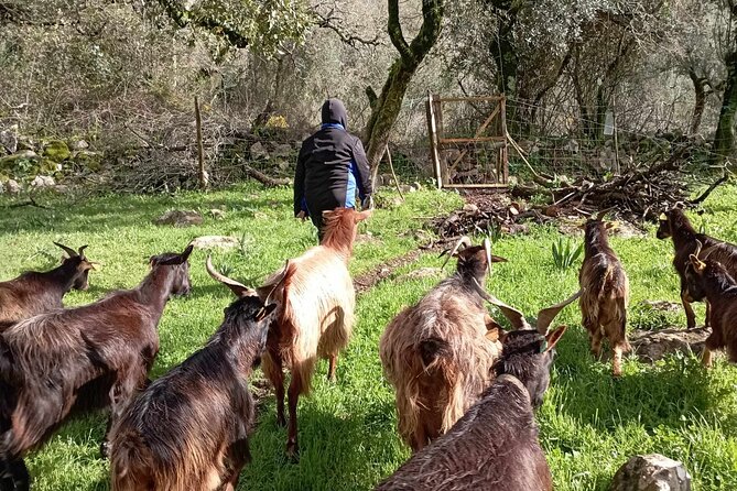 From Pasture to Plate: Immersive Goat Cheese Production