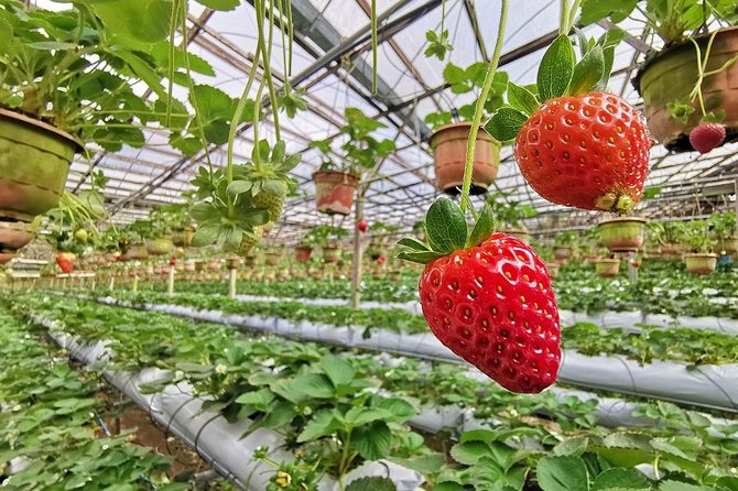 Full-Day Cameron Highlands Tour - Contact and Support