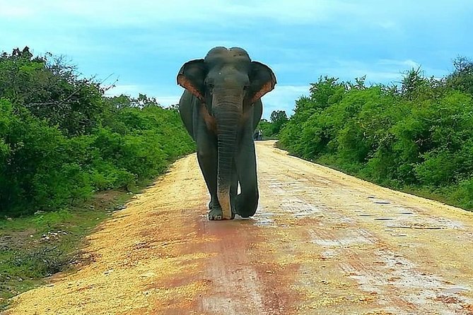 Full Day Private Safari at Yala National Park by Yala La Safari Tours - Frequently Asked Questions