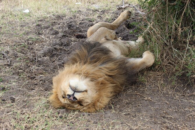 Full-Day Private Tour Nairobi National Park and Giraffe Center - Tips for a Great Experience
