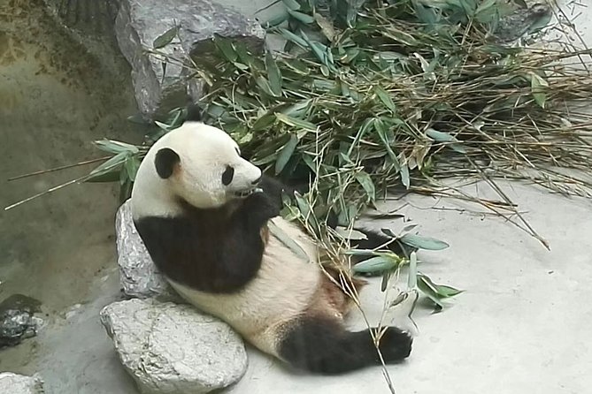 Full-Day Private Tour of Chengdu and Panda Base With Lunch - Pickup Information