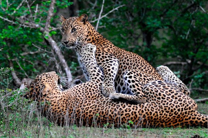 Full Day Safari at Wilpattu With Picnic Breakfast and Lunch