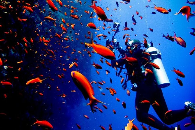 Full Day Scupa Diving and Snorkeling Sea Trip Activity - Hurghada - Pricing and Booking Details