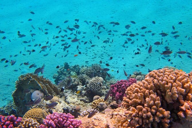 Full-Day Snorkeling Trip at Paradise Island in Egypt - Logistics and Meeting Points