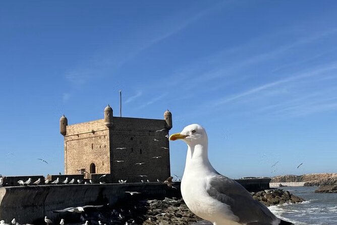 Full Day Tour From Marrakech to Essaouira - Booking and Cancellation Policy