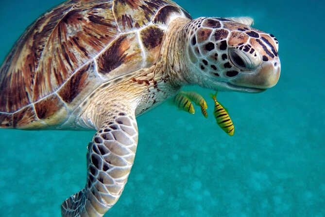 Gili Ticket Transfer From Bali and Return to Bali - Inclusions