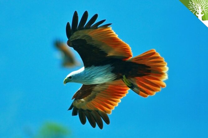 Guided Half Day Mangrove Safari Tour In Langkawi - Sharing Basis