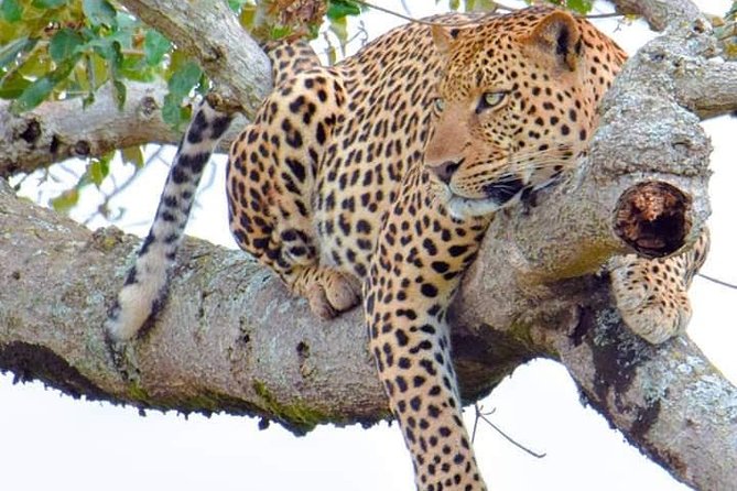 Half-Day Game Drive in Nairobi National Park With Hotel Pickup - Pickup Information and Start Time