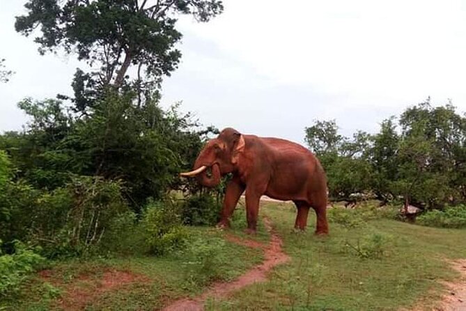 Half-Day Private Safari Tour in Yala National Park - Operating Schedule