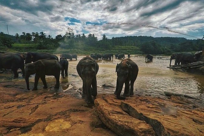 Kandy Day Tour From Colombo With Pinnawala - What To Expect