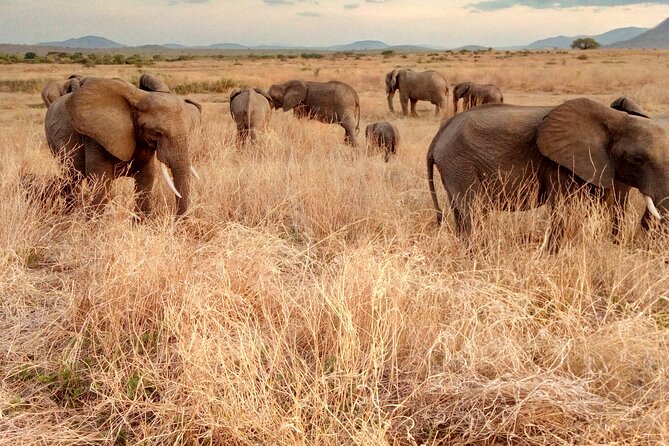 Kilimahewa Safari (Adventure) Full and Real Wild - Tips for Your Safari