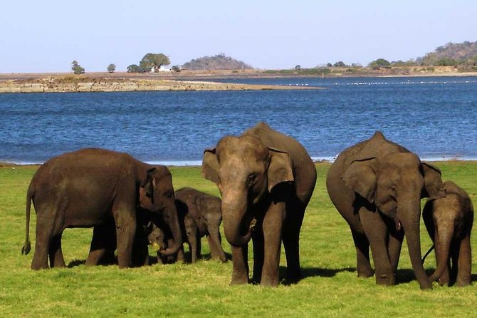 Minneriya National Park Private Jeep Safari From Habarana