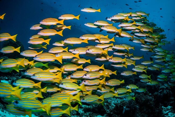Mnemba Dolphin Tour, Jozani Forest, The Rock Restaurant, Kuza Cave, Paje Beach - The Sum Up