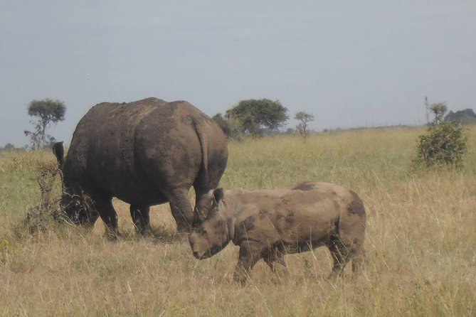 Nairobi 8.a.m Pick Up/mamba Village/elephant Sanctuary/giraffe Centre/nairobi Pk - Start Time and Itinerary Overview
