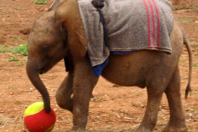 Nairobi Airport Layover to Giraffe Center & Elephant Orphanage - The Sum Up