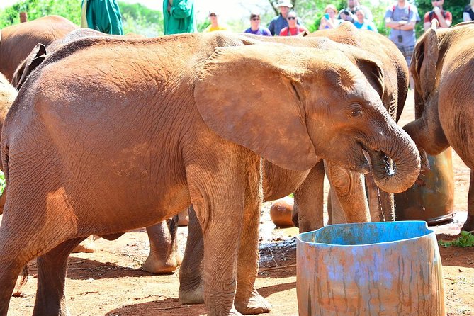 Nairobi Guided Day Tour to Giraffe Center & Elephant Orphanage - Additional Information