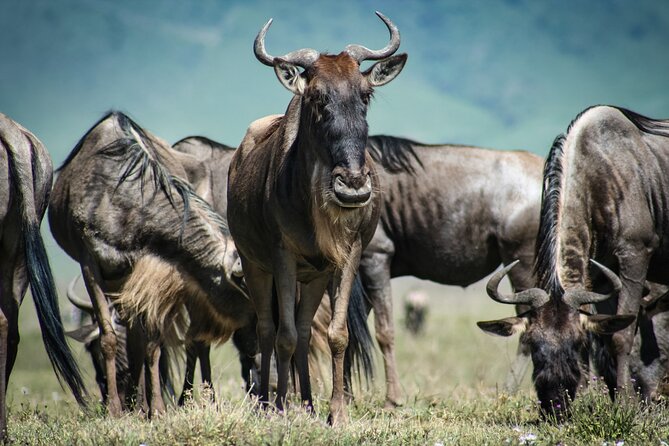 Nairobi National Park and Giraffe Center Half Day Tour - Inclusions and Entry Fees