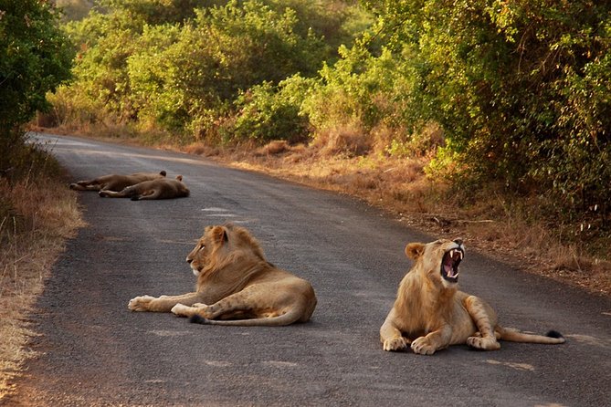 Nairobi National Park & Carnivore Restaurant Lunch or Dinner Guided Day Tour - Experience Highlights