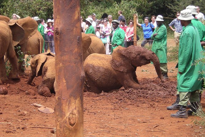 Nairobi National Park, Elephant Orphanage & Bomas of Kenya Guided Day Tour - Pricing Information