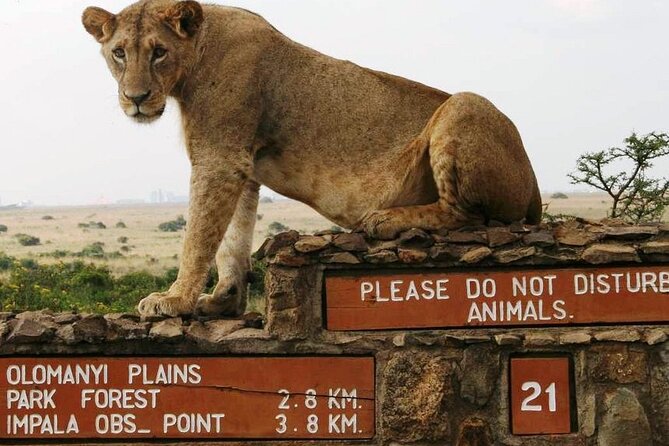 Nairobi National Park Group Joining Daily Tour