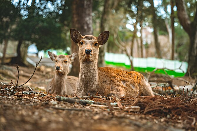 Nara Private Tour With Pick and Drop and English Speaking Driver
