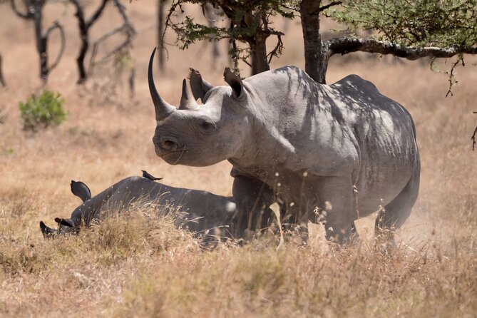 Ol Pejeta Conservancy & Chimpanzee Sanctuary Full Day Tour - What to Expect