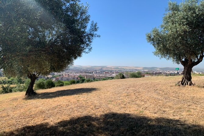 Olive Oil Tasting With O75 in Córdoba, Spain - Event Overview
