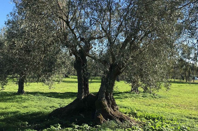 Olive Tree Grove Guided Visit With Tasting in Oristano - Directions to the Grove
